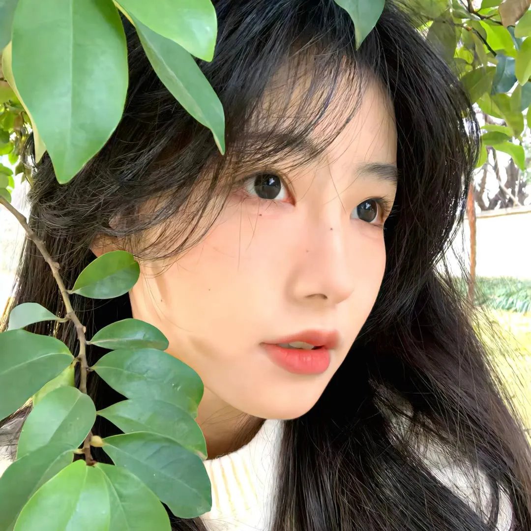 豹